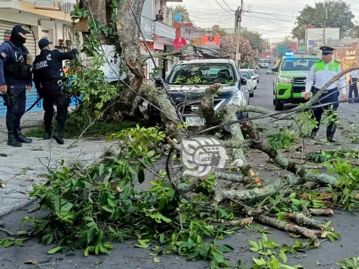 Se desgaja árbol en Mártires 28 de Agosto, en Xalapa; cae sobre cables y daña auto