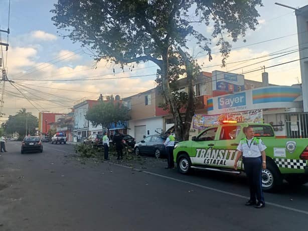 Se desgaja árbol en Mártires 28 de Agosto, en Xalapa; cae sobre cables y daña auto