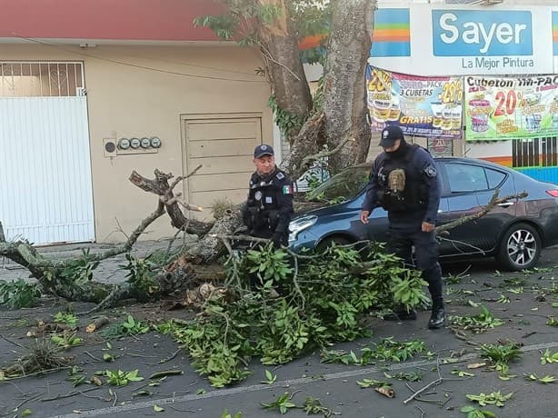 Se desgaja árbol en Mártires 28 de Agosto, en Xalapa; cae sobre cables y daña auto