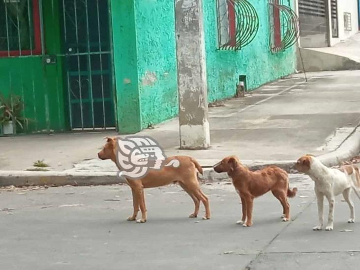 Reportan decenas de perritos perdidos en Xalapa; ¿qué pasa?