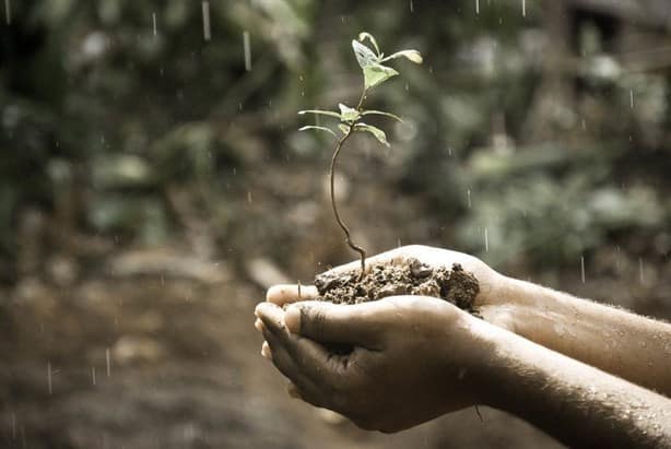 El hechizante aroma de la tierra mojada: descubre el petricor