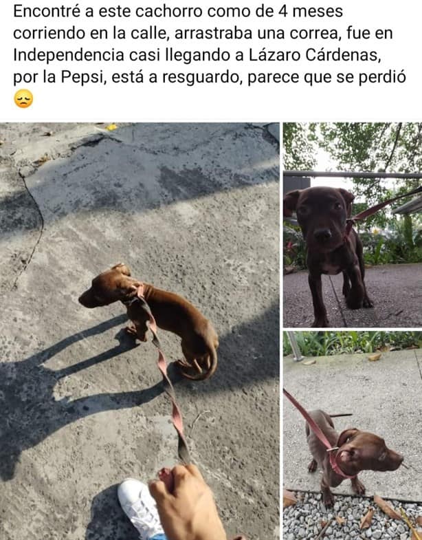 Reportan decenas de perritos perdidos en Xalapa; ¿qué pasa?