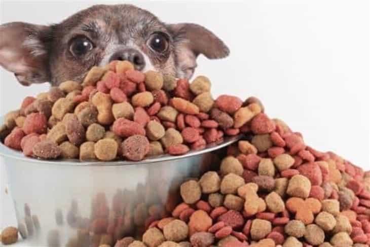 ¡Cuida a tu mascota! Profeco revela las peores croquetas para perro en México