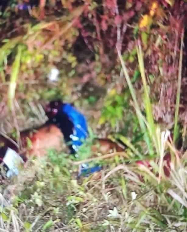 Trágico accidente en la carretera Amozoc-Nautla deja dos muertos y varios heridos