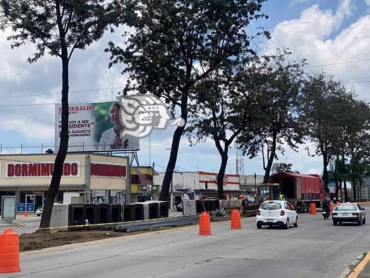 Preocupa a ambientalistas posible tala de árboles por paso elevado en Xalapa