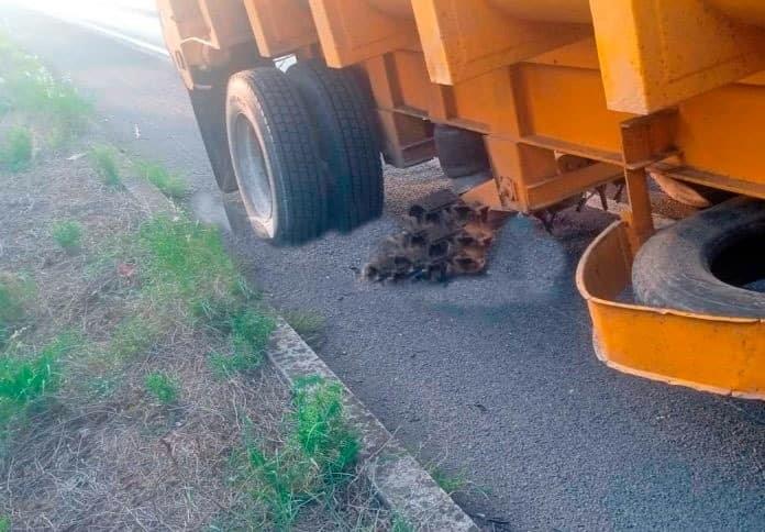 Se desprenden neumáticos de tráiler en movimiento sobre la autopista a Tierra Blanca