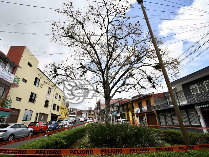 ¡Cuidado! Alertan por plaga de borreguillas en Xalapa