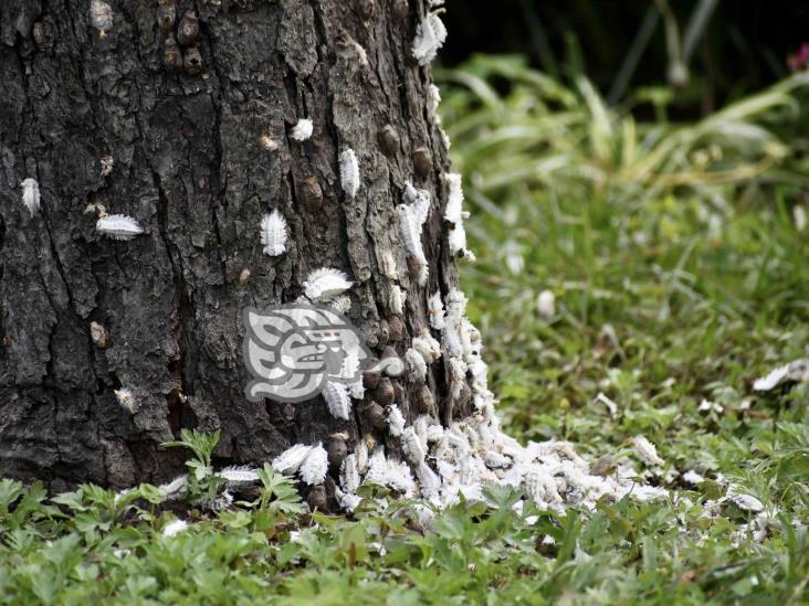 ¡Cuidado! Alertan por plaga de borreguillas en Xalapa