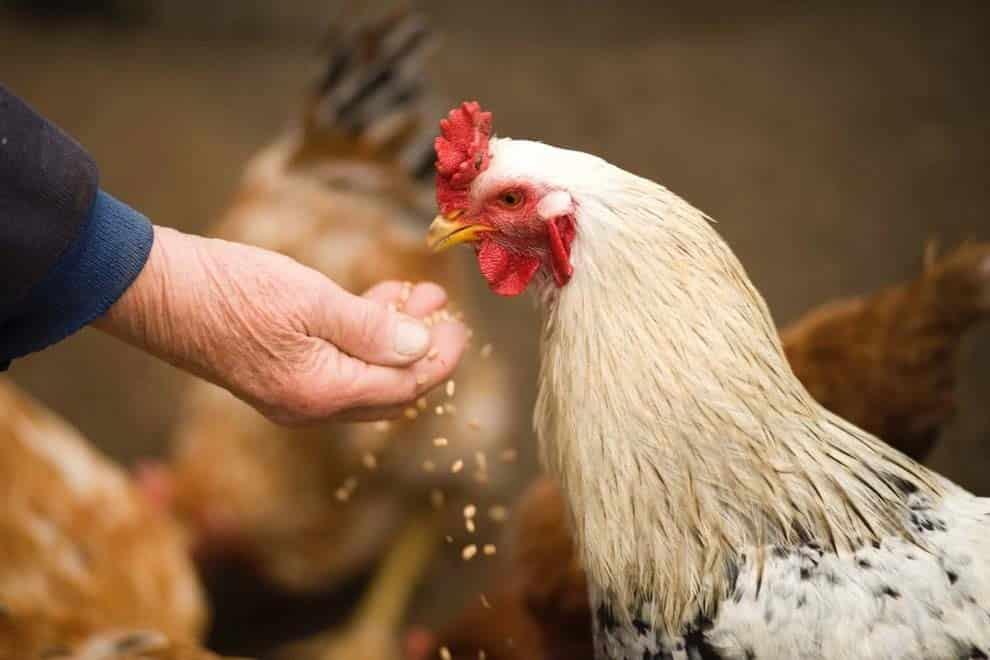 ¿Inyectan hormonas a los pollos? Esto aclaran avicultores en Veracruz