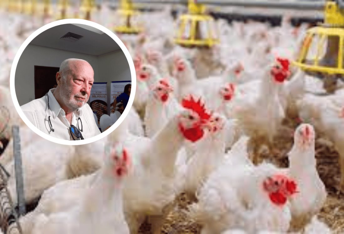 Veracruz es primer lugar nacional en producción de pollo