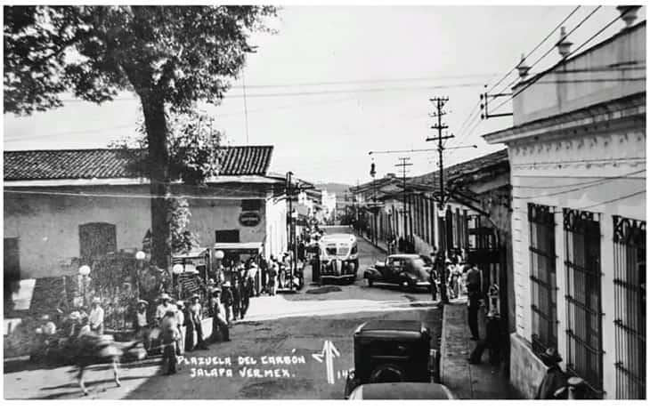 El árbol de Xalapa cumple 143 años y es reconocido como el más antiguo de la ciudad