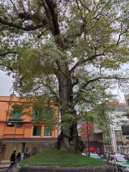 El árbol de Xalapa cumple 143 años y es reconocido como el más antiguo de la ciudad