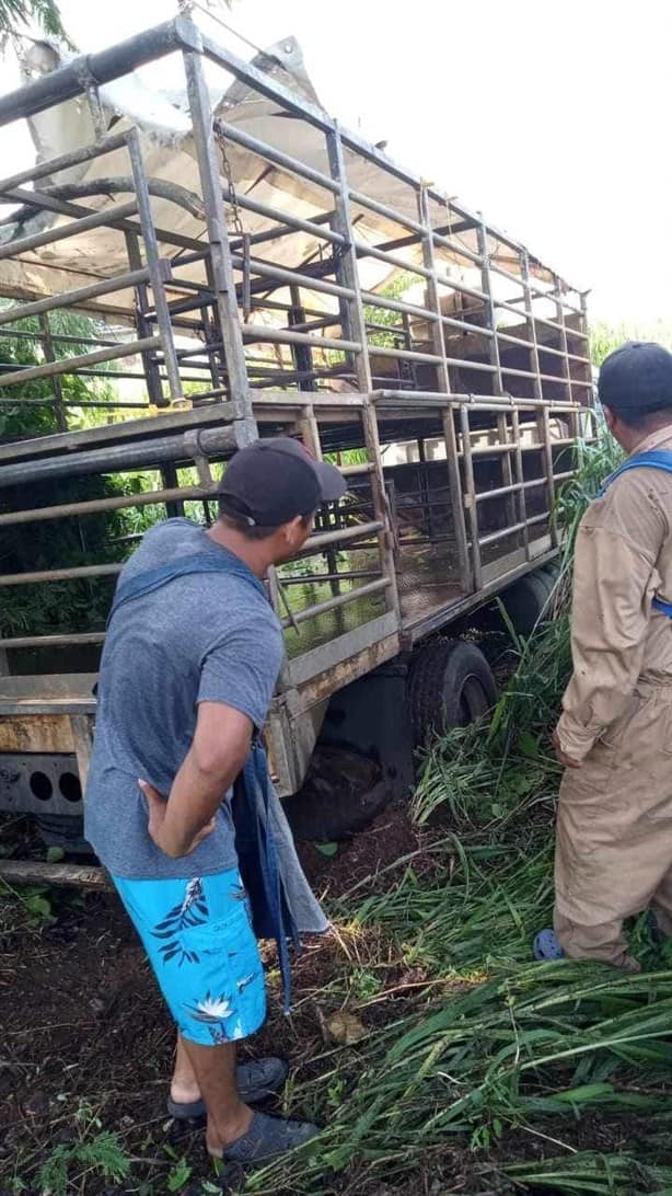 Automóvil choca con camioneta transportadora de cerdos en Cotaxtla