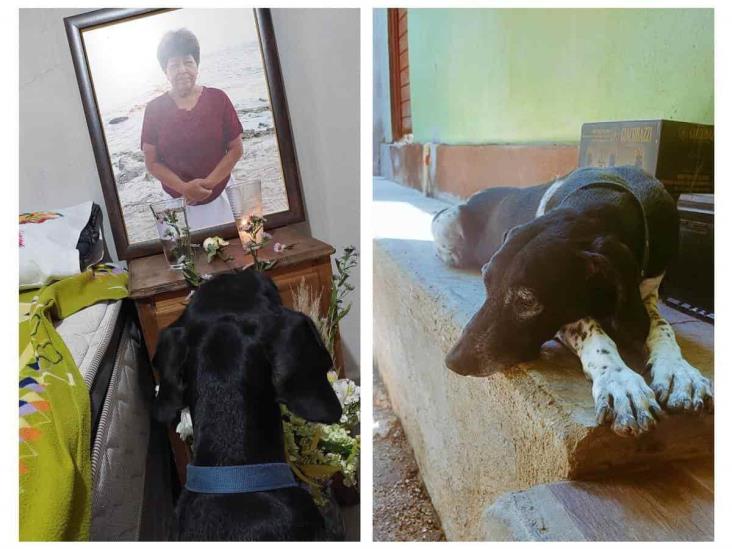 Perrita conmueve las redes al visitar el cuarto de su dueña fallecida