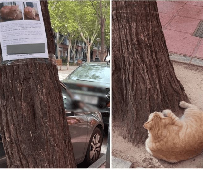 Gato perdido se vuelve viral por echarse a ver su propio cartel de se busca