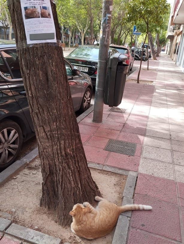 Gato perdido se vuelve viral por echarse a ver su propio cartel de se busca