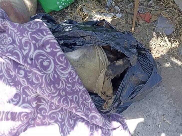 Asesinan a perritos y los tiran en bolsas negras, en Xalapa; detectan signos de violencia