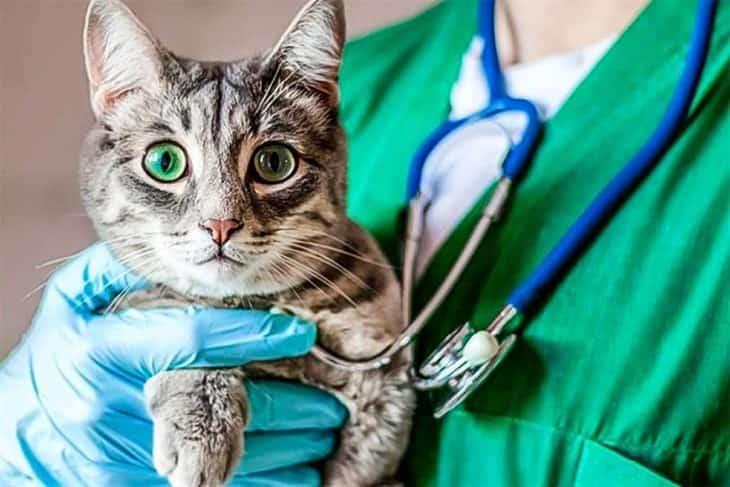¡Atención! ¿Cómo saber si tu gato tiene gripe aviar? Estos son algunos síntomas