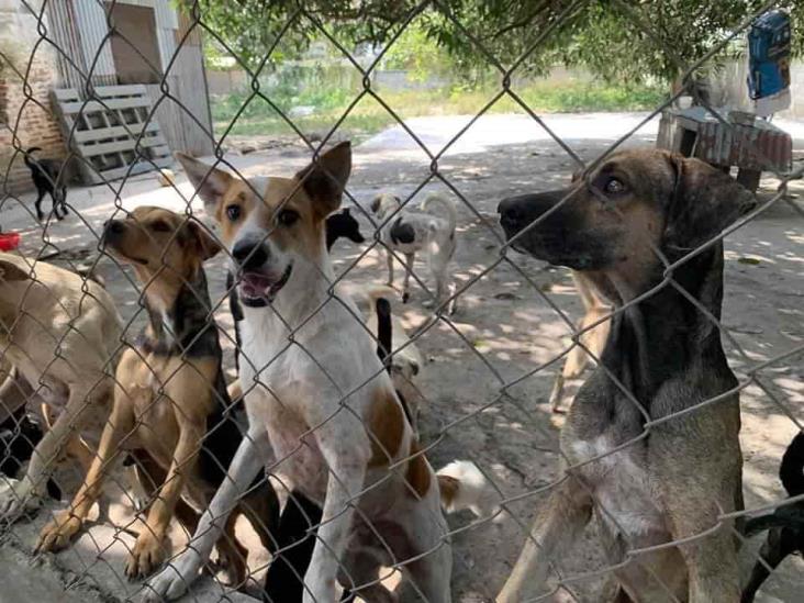 se puede jugar con perros en los refugios de animales