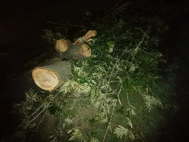 Ecocidio de madrugada en Xalapa: masacran árboles en avenida Lázaro Cárdenas (+Video)