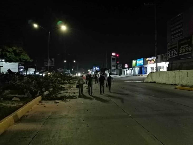 Ecocidio de madrugada en Xalapa: masacran árboles en avenida Lázaro Cárdenas (+Video)