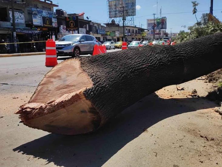 Consumado ecocidio, analizan acciones legales en Xalapa contra puente vehicular