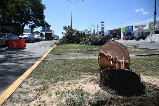 Consumado ecocidio, analizan acciones legales en Xalapa contra puente vehicular