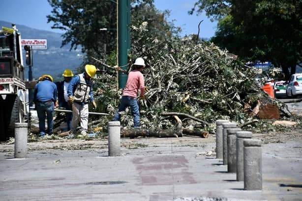 Consumado ecocidio, analizan acciones legales en Xalapa contra puente vehicular