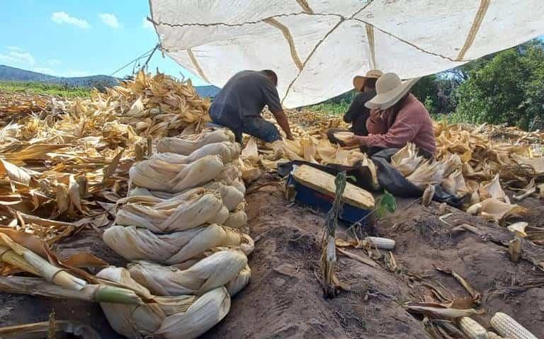 Narco busca acaparar hoja de maíz en Veracruz; se usa para papel moneda en EU