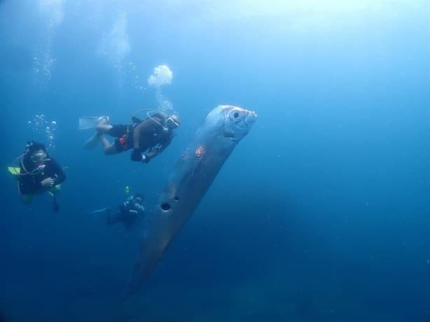 Captan al ‘pez del fin del mundo’ en aguas de Taiwán (+Video)