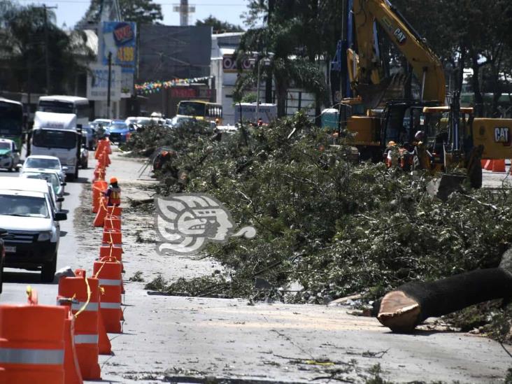 Más allá del derribo de árboles en Xalapa, el problema es de fondo: Lavida