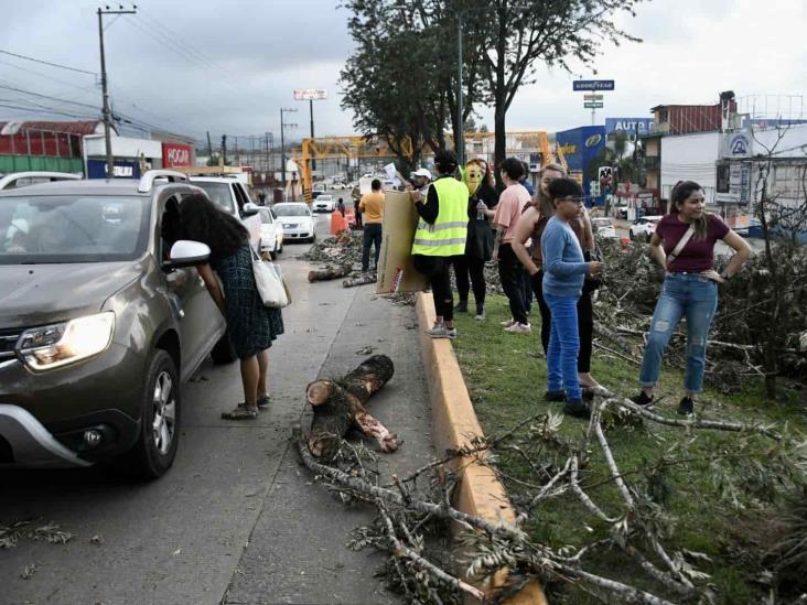 SIOP dice que vecinos de Xalapa son mentirosos: tala no pasará a mayores, asegura