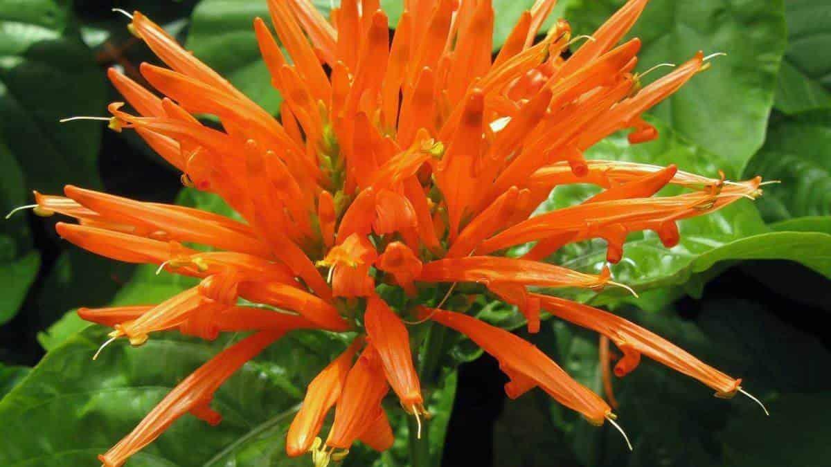 La flor mexicana que tiene propiedades contra el cáncer y limpia la sangre