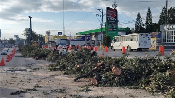 Más allá del derribo de árboles en Xalapa, el problema es de fondo: Lavida