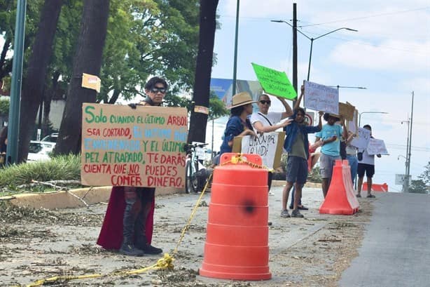 Más allá del derribo de árboles en Xalapa, el problema es de fondo: Lavida