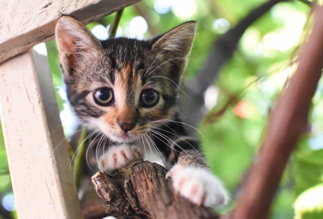 En estos albergues puedes adoptar gatitos en Veracruz