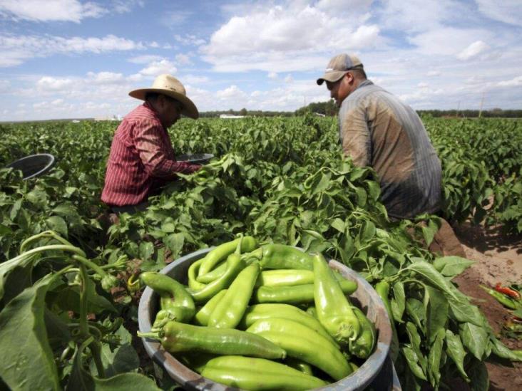 Lograr autosuficiencia alimentaria, objetivo del Gobierno: Huerta
