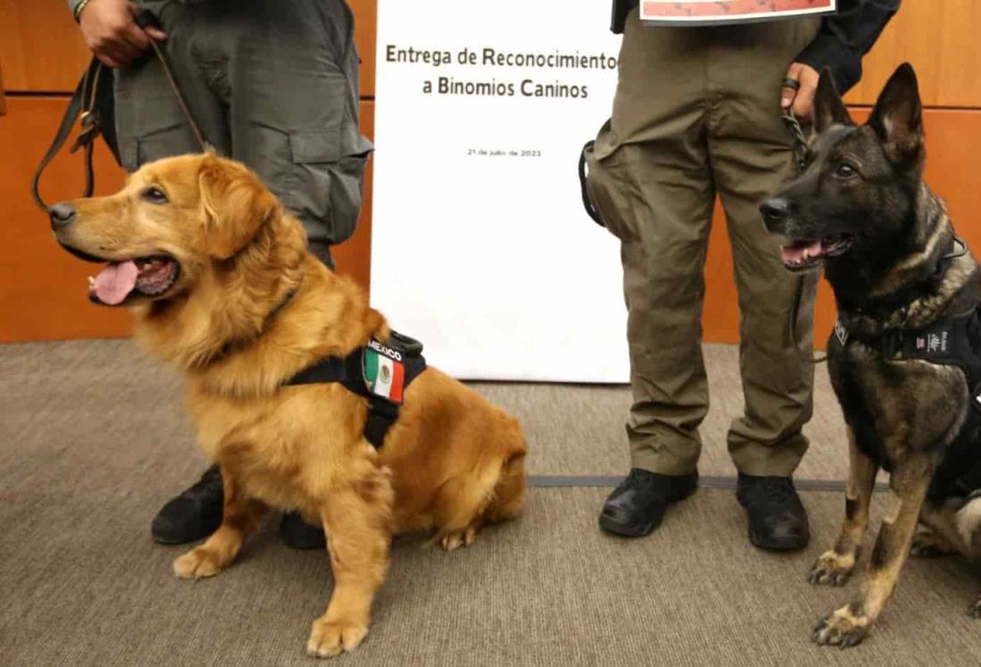 Día del Perro: entregan reconocimiento a binomios caninos de la FGR en el Senado de la República