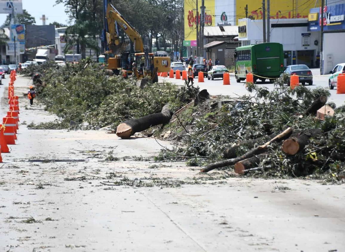 Gobierno de Cuitláhuac derriba árboles, se justifica y descalifica a ciudadanos