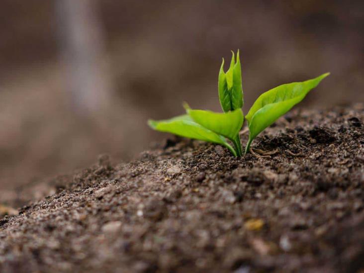 México y Veracruz, con abasto suficiente de fertilizantes