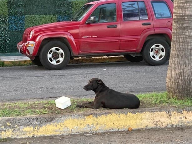 Día del Perro: Negrita, la cara del abandono animal en Veracruz