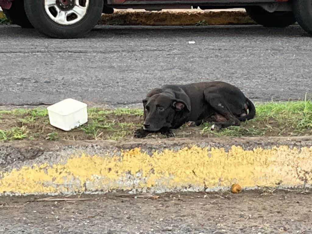 Día del Perro: Negrita, la cara del abandono animal en Veracruz