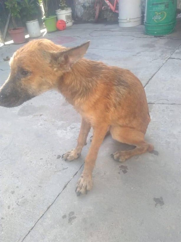 Pide apoyo para perrito abandonado en calle de Veracruz; requiere medicamentos