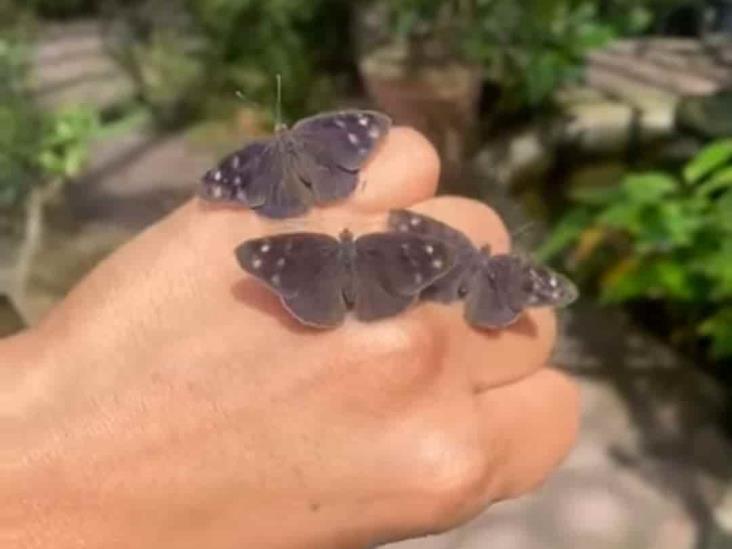 La naturaleza regala visita de miles de mariposas a calles de Xalapa