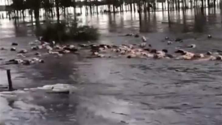 En India, las severas inundaciones arrastran a los animales (+Video)