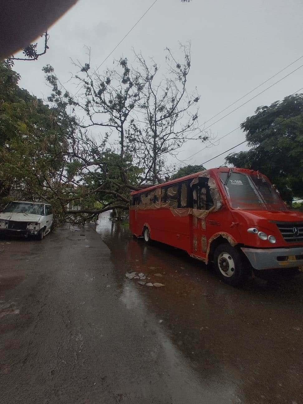 Lluvias provocan caída de árbol en Las Brisas, Veracruz