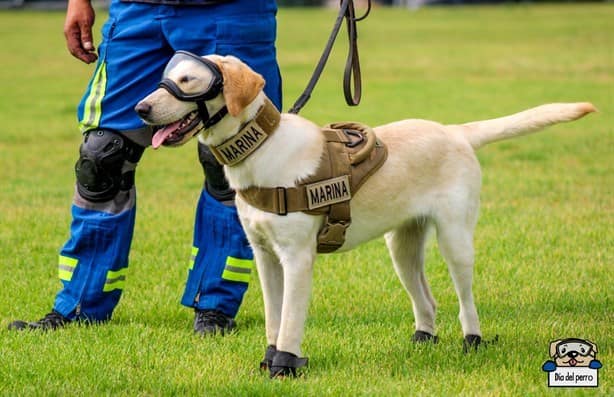 ¡La nueva Frida! Conoce a Maya, la labradora rescatista de la Semar