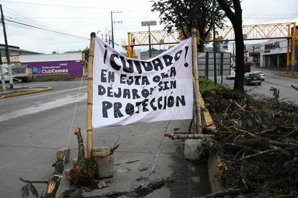 Árboles caídos en Xalapa, activistas en pie: ¡No somos 24, somos miles!, refutan a Cuitláhuac (+Video)