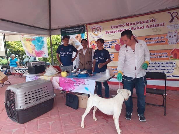 ¿Buscas mascota? ¡Habrá ‘Feria Intermunicipal de Adopción Responsable’ en Río Blanco!