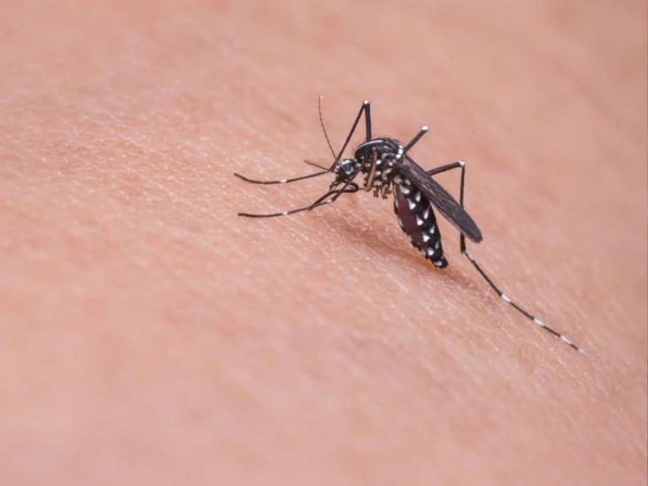 Dengue en Veracruz: más de mil casos acumulados en 2023
